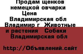 Продам щенков немецкой овчарки › Цена ­ 8 000 - Владимирская обл., Владимир г. Животные и растения » Собаки   . Владимирская обл.